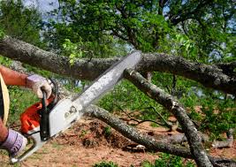 How Our Tree Care Process Works  in Silverton, OR